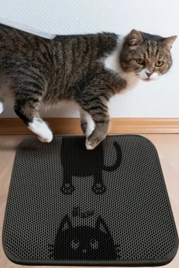 Tapet për rërë mace, Conceptum Hypnose, Bounce Cat Mat, shumëngjyrësh, 40x60cm