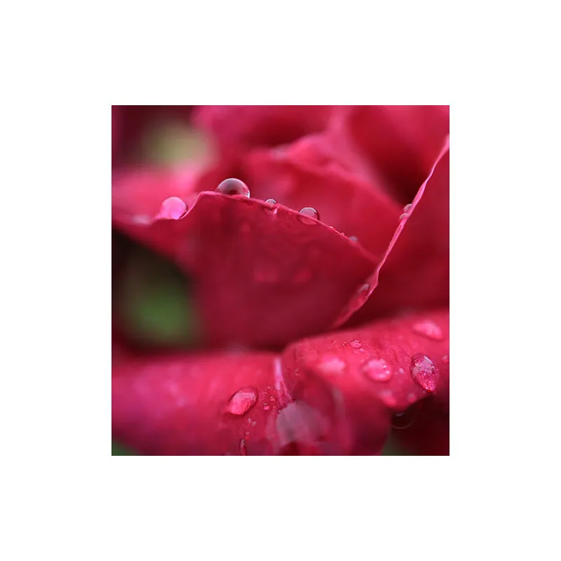 Canon RF 24mm f/1.8 Macro IS STM - 3