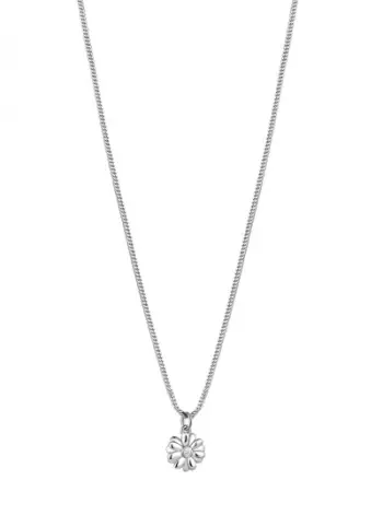 Qafore Rosato Daisy Allegra RZAL035