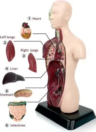 Model anatomik i trupit të njeriut MAO, me organe të lëvizshme