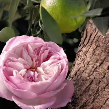 Eau de Parfum Chloe Rose Naturelle Intense, 50ml