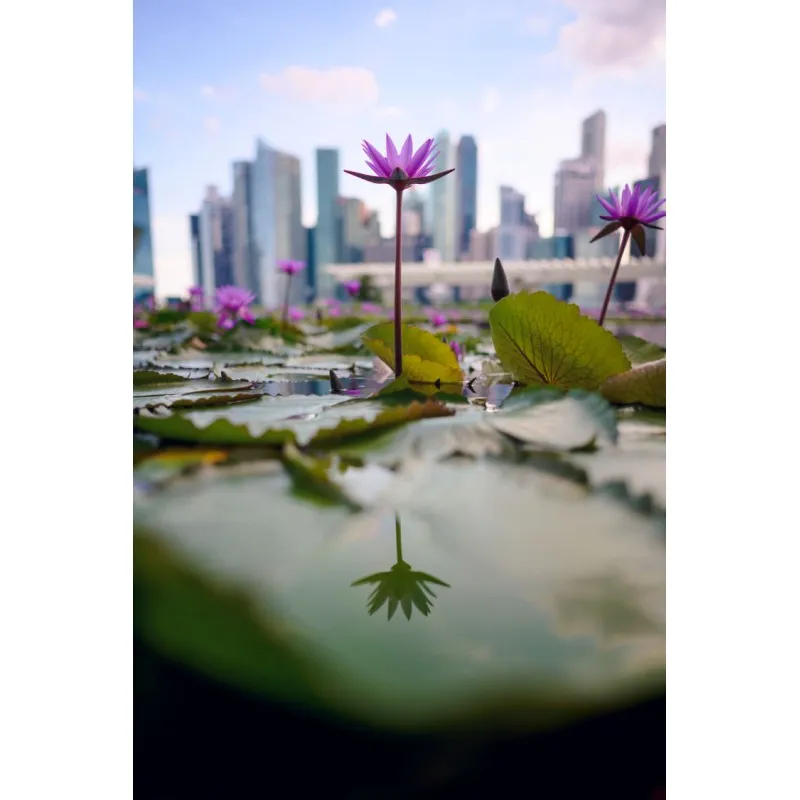 NIKKOR Z 24mm f/1.8 S - 6