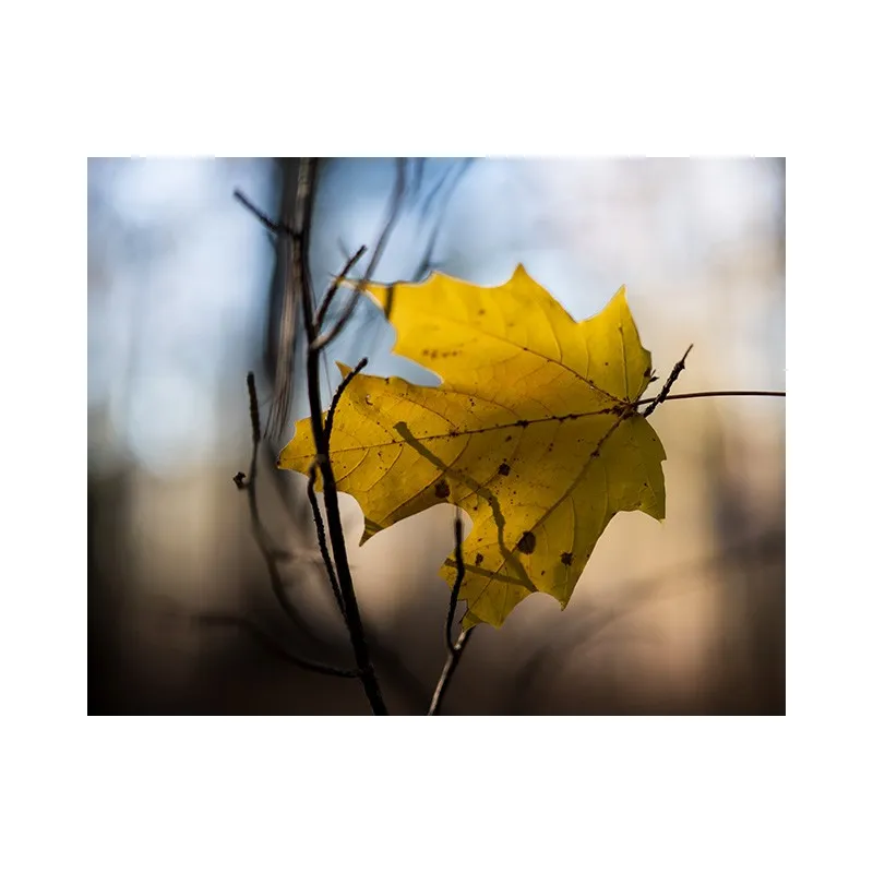NIKKOR Z 50mm f/1.2 S - 8