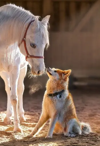 Puzzle Castorland Horse and Dog Unique Friendship, 1000 pjesë, 68 x 47 cm, shumëngjyrësh