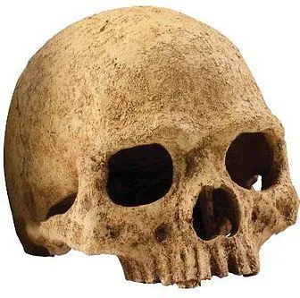 Kafkë dekorative Hagen - 1