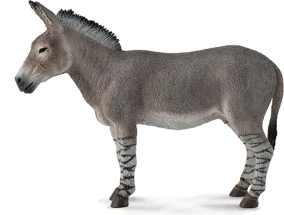 Pamja 1