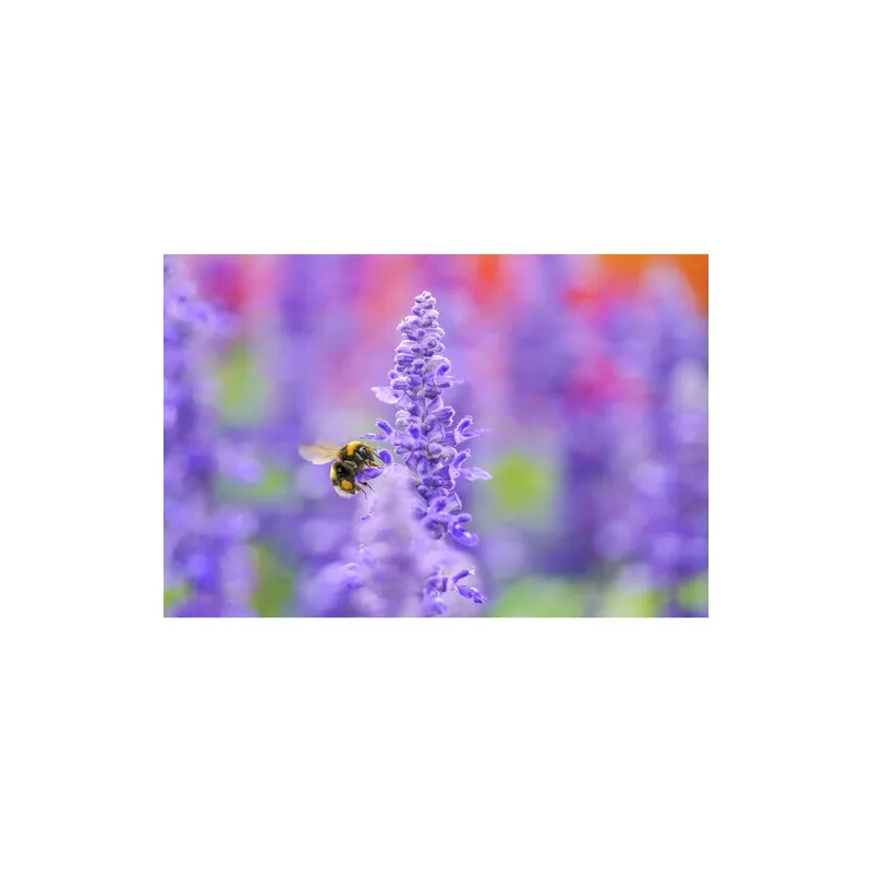 Sigma Art 105mm f/2.8 DG DN Macro for Sony E - 6