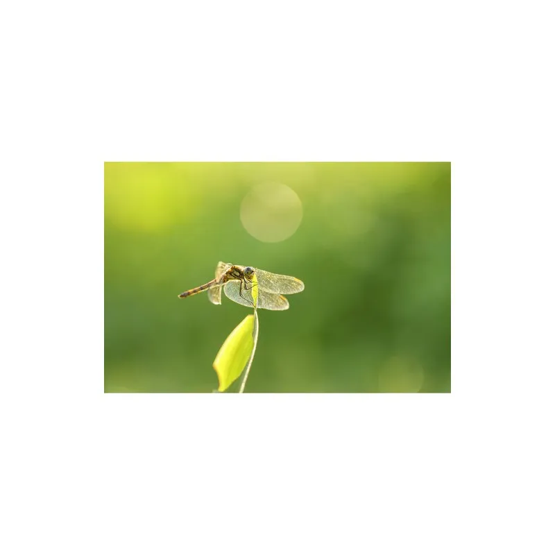 Sigma Art 105mm f/2.8 DG DN Macro for Sony E - 7