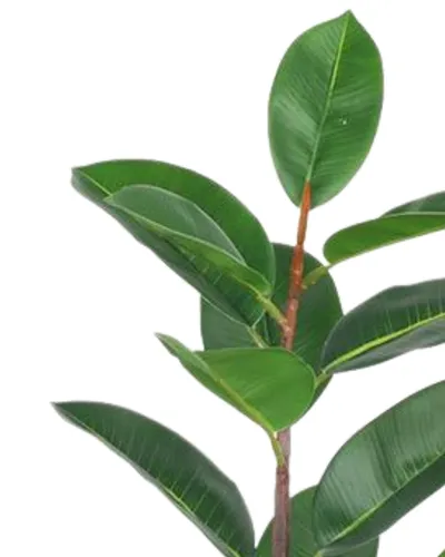 Bimë artificiale Promax Rubber Tree, 90 cm - 2