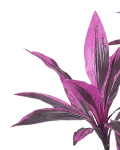 Bimë artificiale Promax Pink Dracaena, 120 cm - 2