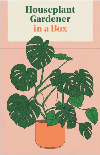 Houseplant Gardener In A Box - Jane Perrone