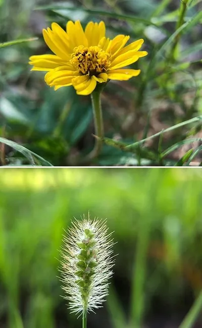 Lentë makro Apexel Super Macro 100mm HD, për telefon, e zezë - 5
