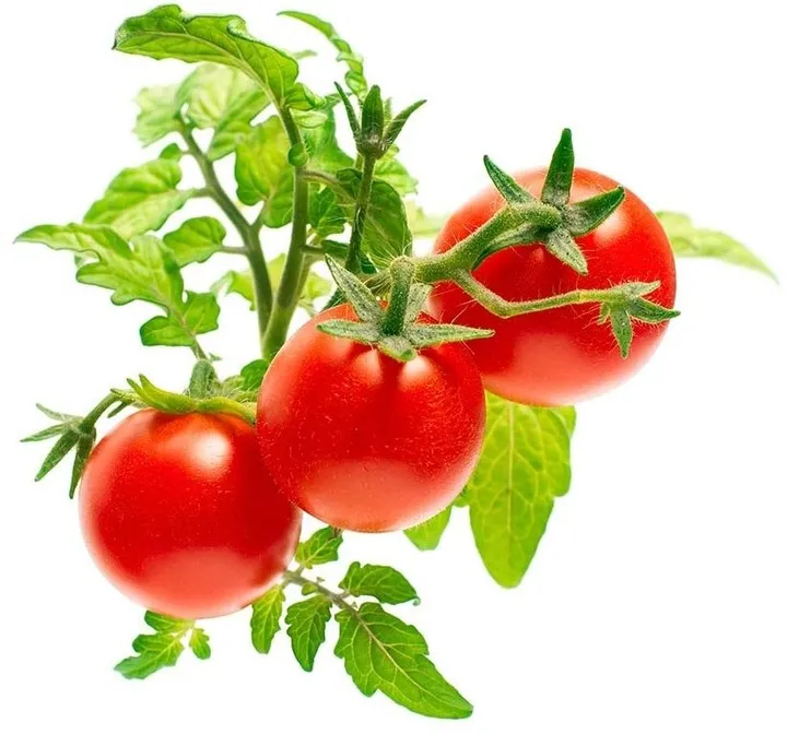 Farë e domateve të vogla për kopshtin SMART Click and Grow - 1