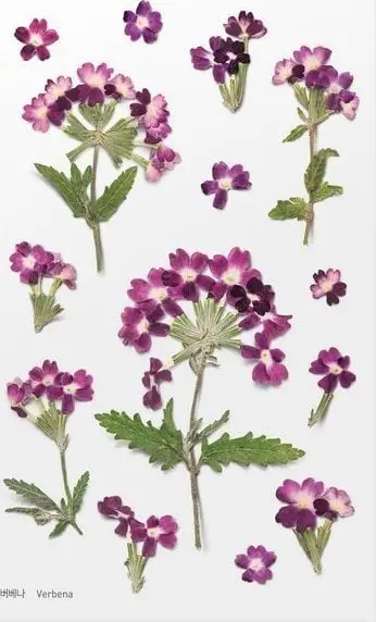 Ngjitëse dekorative Appree Flowers Verbena, PET, 150x94mm, shumëngjyrëshe