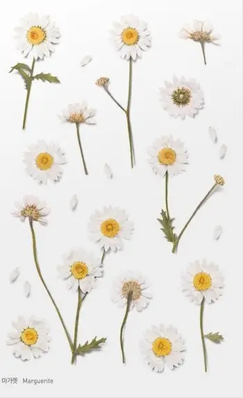 Stickerë dekorativë Appree Flowers Daisies, PET, 150x94mm, shumëngjyrëshe