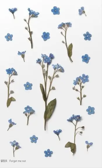 Ngjitëse dekorative Appree Forget-me-nots, lule, fletë 150x94 mm, transparente