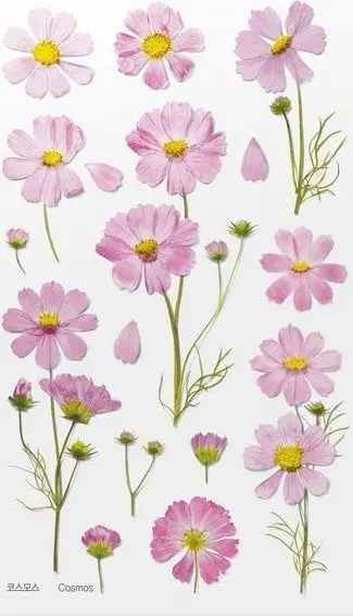 Sticker dekorativ Appree Flowers Cosmos Aster, PET, mat, shumëngjyrëshe