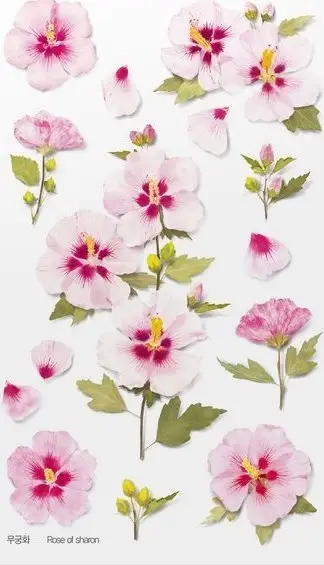 Ngjitëse dekorative Appree Rose of Sharon, PET, 150x94mm, shumëngjyrëshe