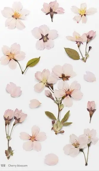 Sticker dekorativ Appree Cherry Blossoms, PET, 150x94mm, shumëngjyrësh