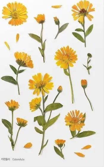 Ngjitëse dekorative Appree Flowers Marigold, PET, 150×94mm, shumëngjyrëshe