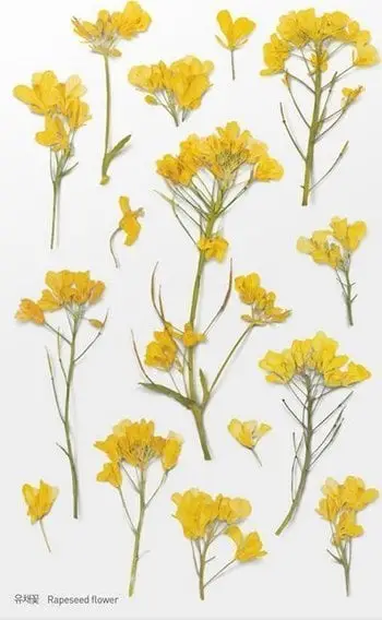 Sticker dekorativ Appree Flowers Rapeseed, PET, 150x94 mm, shumëngjyrësh