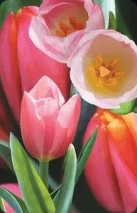 Kartolinë 3D Worth-Keeping Mini Tulip, dekorative, me letër guri, shumëngjyrëshe - 1