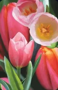 Kartolinë 3D Worth-Keeping Mini Tulip, dekorative, me letër guri, shumëngjyrëshe