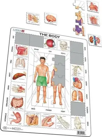 Puzzle edukativ Larsen Our Body Maxi, 36.5 x 28.5 cm, për fëmijë 3+, shumëngjyrësh