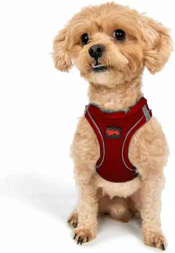 Parzmore për qen, Paws & Whiskers, Air-Mesh, e kuqe