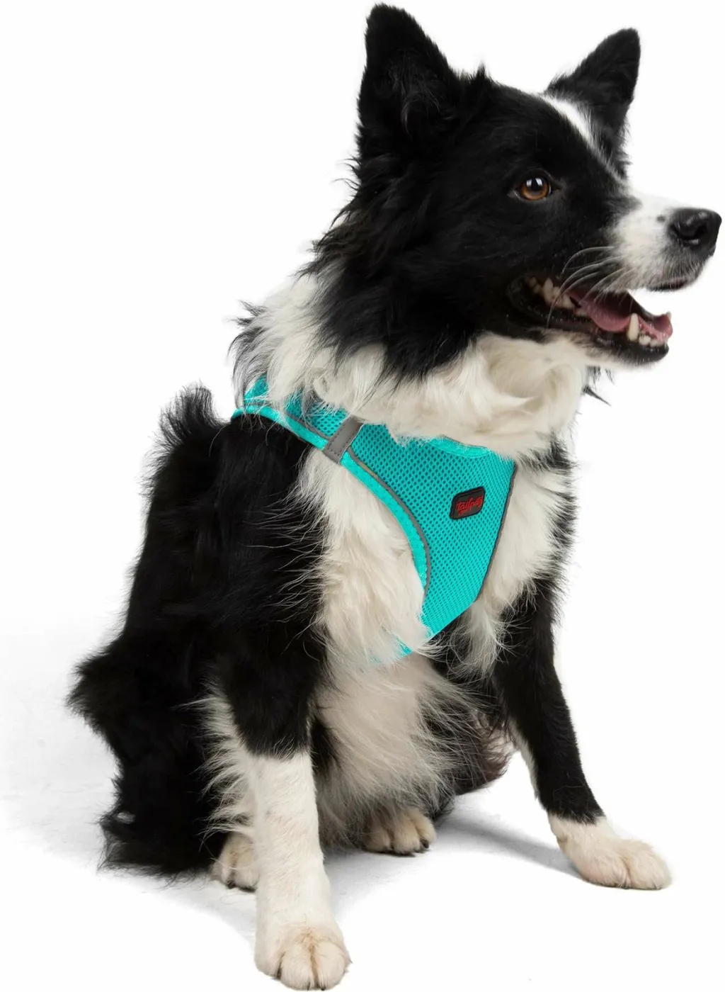 Pamja 4