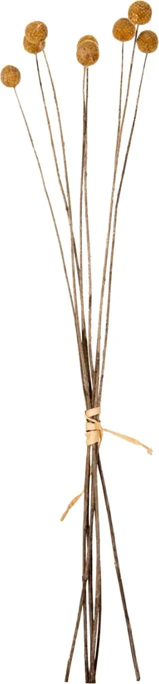 Buqetë e tharë dekorative Craspedia Globosa 63cm (HM7956), verdhë