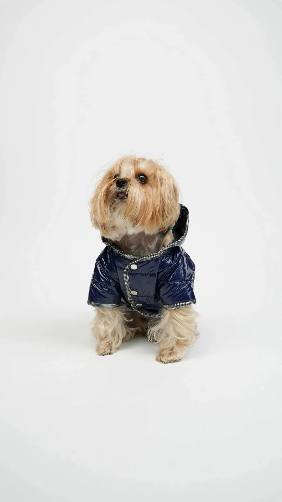 Bluze për qen, Moncler, indigo, XXL - 1
