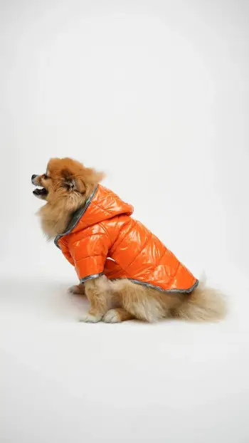 Hudi portokalli për qen, Paws & Whiskers, Moncler