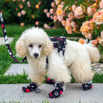 Këpucë për qen, Paws & Whiskers, të zeza