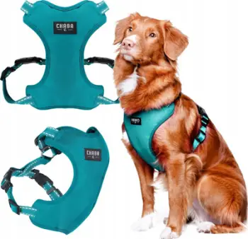 Qafore trupi për qen Chaba Guard Comfort S, e rregullueshme, reflektuese, teal