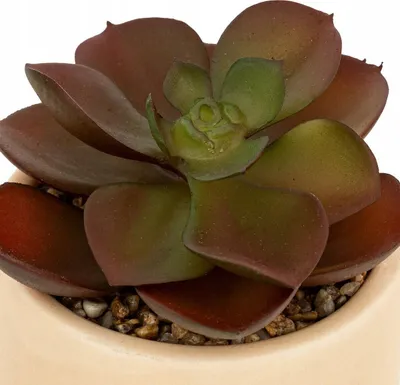 Dekor bimë artificiale NILS në vazo qeramike, 12 cm, jeshile - 2