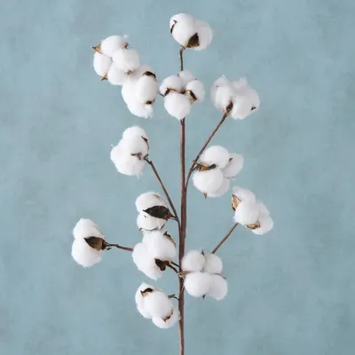 Degë dekorative BOLTZE Cotton, pambuk artificial, e bardhë - 2