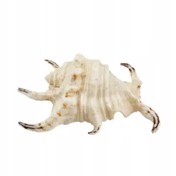 Dekor akuariumi Aqua Natura Shell Large, 12cm, rrëshirë, shumëngjyrësh