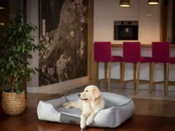 Shtrat për qen Hobbydog Royal Bed, madhësia XXL, material ekolen, gri hiri