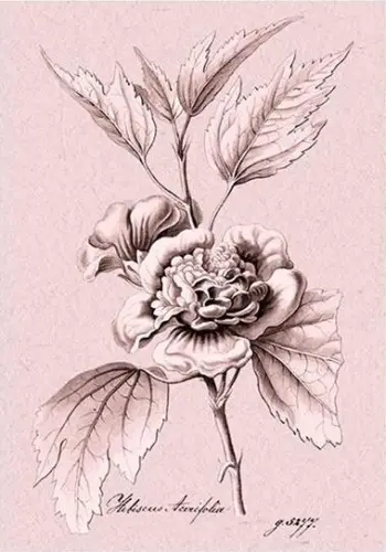 Kartë urimi Greeting Card ST331 B6, me zarf Hibiscus