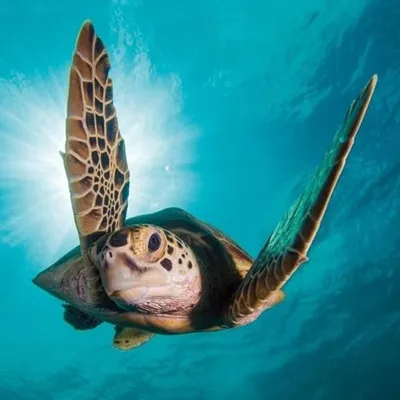 Kartolinë BBC Earth Green Turtle, katrore, me zarf, jeshile - 1