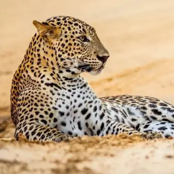 Kartolinë BBC Earth Leopard in Sand, katrore, me zarf, bezhë