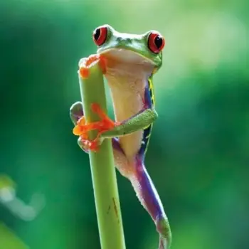 Kartolinë BBC Earth Red Eyed Frog, katrore, me zarf, shumëngjyrëshe