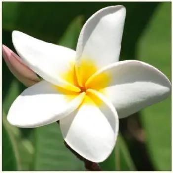 Kartolinë DaVinci Plumeria B2W 202, 16 x 16 cm, me zarf