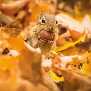 Kartolinë katrore BBC Earth Chipmunk with an Acorn, me zarf, e bardhë