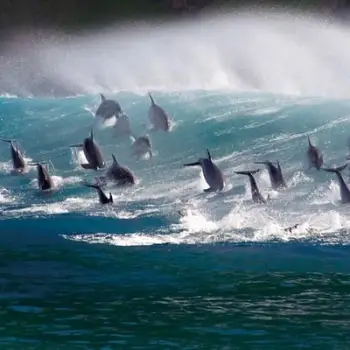 Kartolinë katrore BBC Earth Surfing Bottlenose Dolphin, me zarf, pa tekst