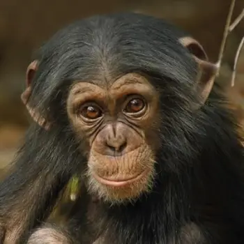 Kartolinë katrore me zarf BBC Earth Baby Chimp, pa tekst