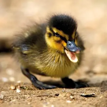 Kartolinë katrore me zarf BBC Earth Mallard Duckling, pa tekst, shumëngjyrëshe
