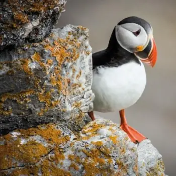 Kartolinë katrore me zarf BBC Earth Puffin, pa tekst, shumëngjyrëshe