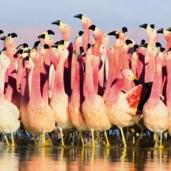 Kartolinë katrore me zarf Roger la Borde Andean Flamingoes, seri BBC Earth, pa tekst, shumëngjyrëshe
